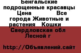 Бенгальские подрощенные красавцы. › Цена ­ 20 000 - Все города Животные и растения » Кошки   . Свердловская обл.,Лесной г.